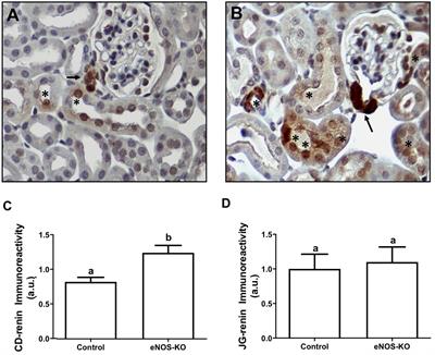 Low Nitric Oxide Bioavailability Increases Renin Production in the Collecting Duct